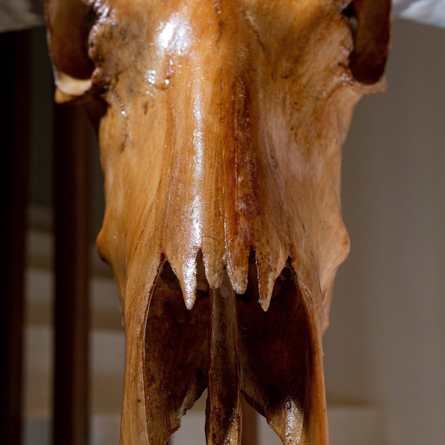 Antique Natural Beauty Longhorn Skull - The Boho House