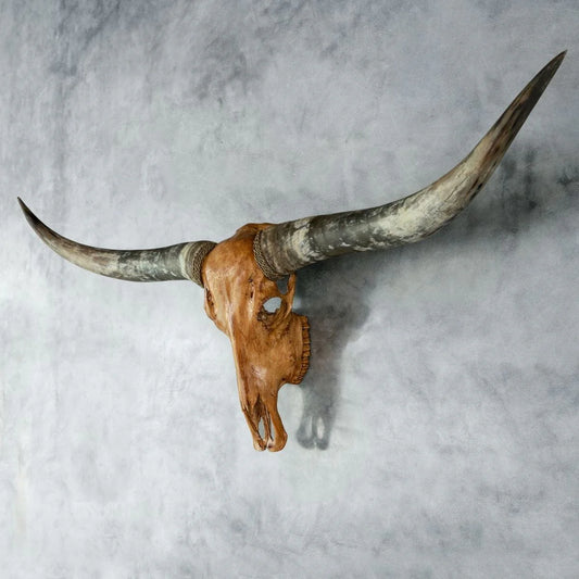 Antique Natural Beauty Longhorn Skull - The Boho House